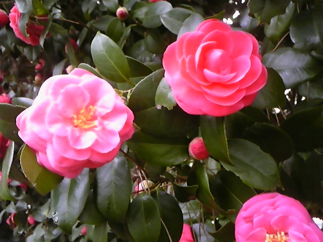 f:id:whitewitch:20130330145907j:image:w360