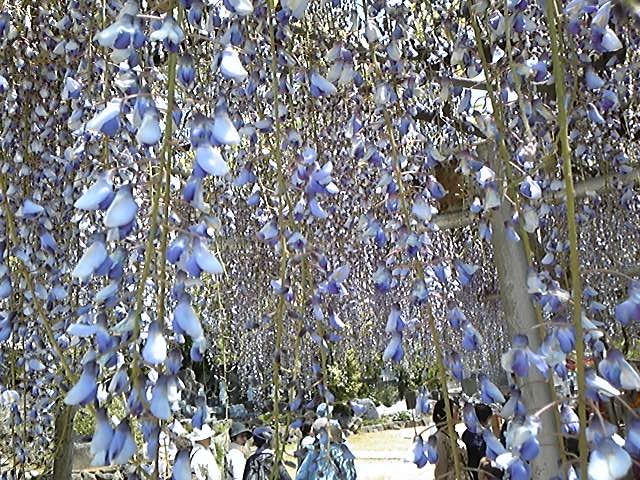 f:id:whitewitch:20130428115047j:image:w360