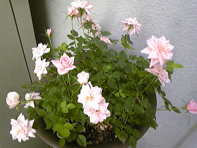 f:id:whitewitch:20130506165601j:image:w300