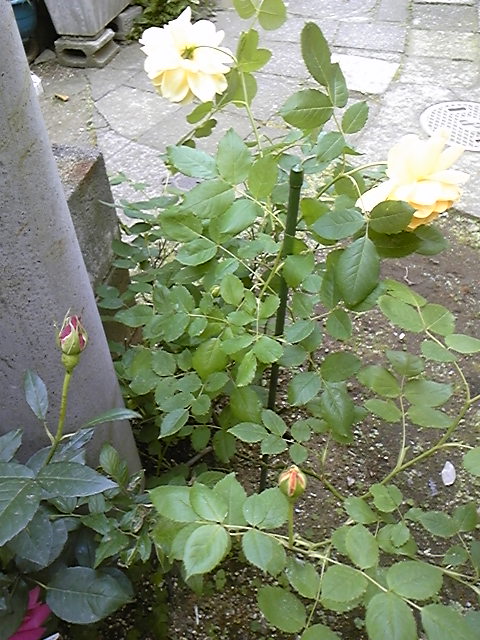 f:id:whitewitch:20130506170233j:image:w260
