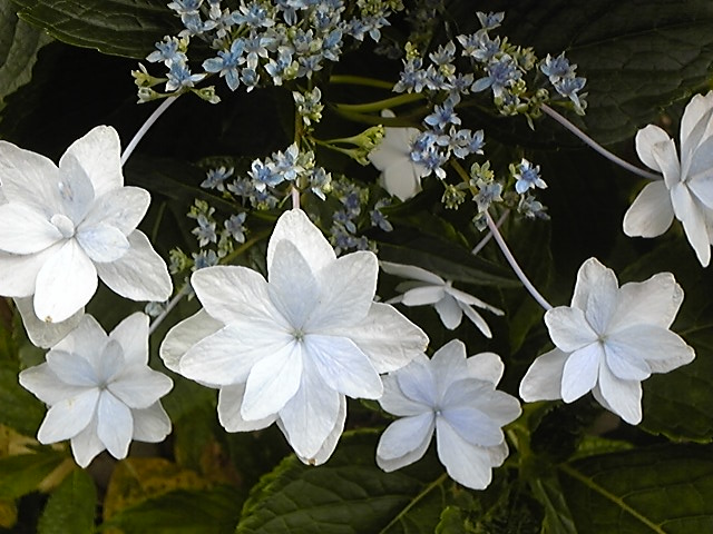 f:id:whitewitch:20130615152212j:image:w460