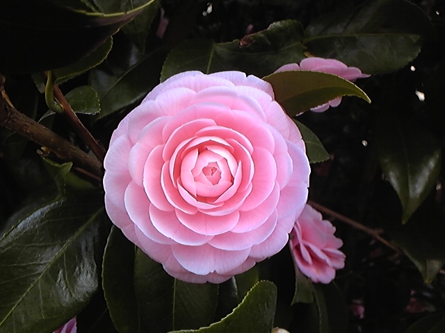 f:id:whitewitch:20140325145600j:image:w360 f:id:whitewitch:20140325145600j:image:w360