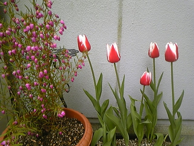 f:id:whitewitch:20140418141543j:image:w460