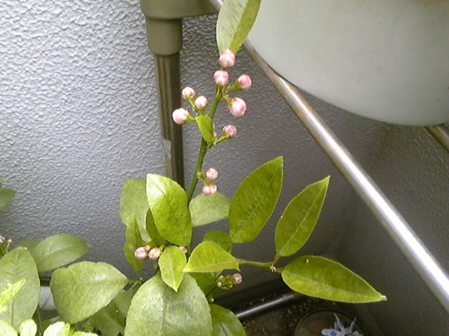 f:id:whitewitch:20140429110335j:image:w460