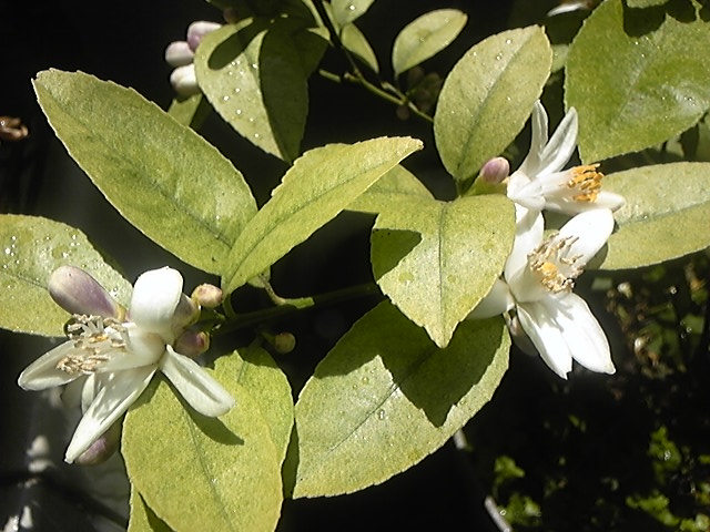 f:id:whitewitch:20140510111720j:image:w360