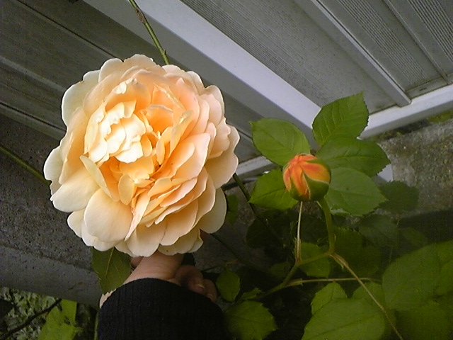 f:id:whitewitch:20140515171308j:image:w460