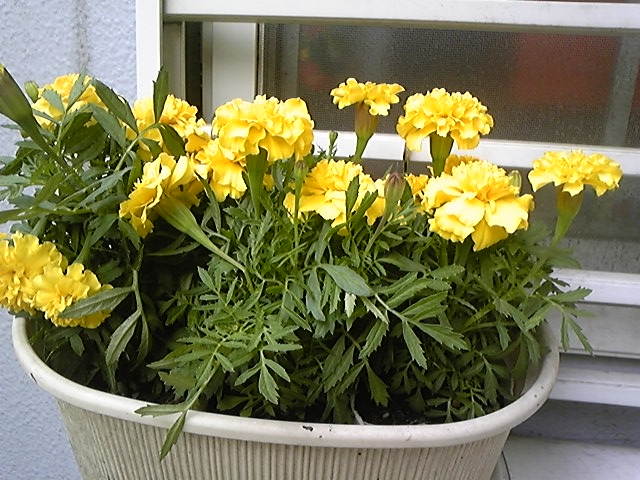 f:id:whitewitch:20140523160702j:image:w360 f:id:whitewitch:20140523160702j:image:w360
