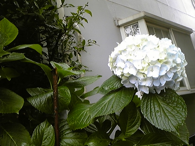 f:id:whitewitch:20140612132002j:image:w360