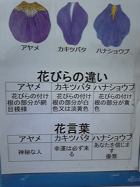 f:id:whitewitch:20140621111212j:image:w360