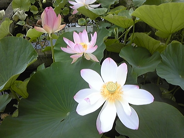 f:id:whitewitch:20140621112638j:image:w360