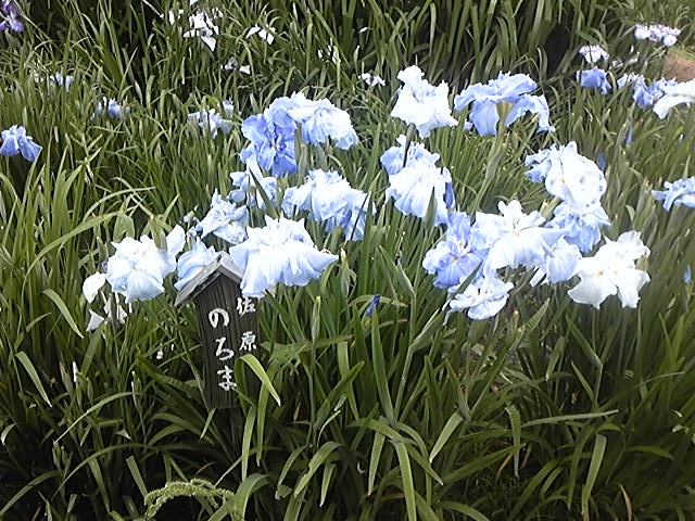 f:id:whitewitch:20140621121845j:image:w360