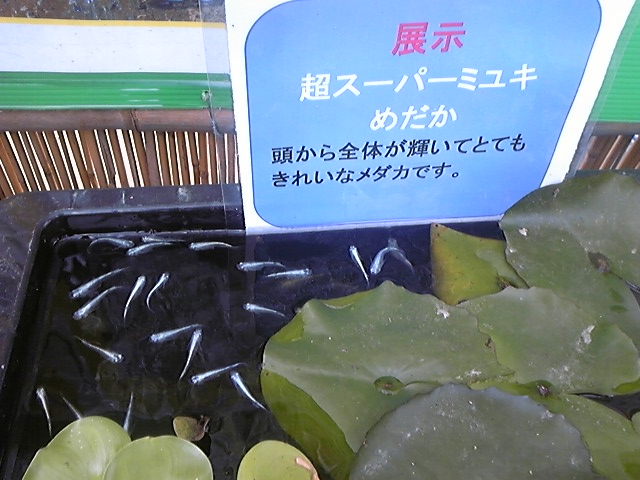 f:id:whitewitch:20140621122442j:image:w360