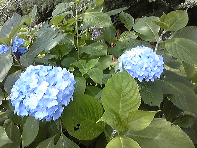 f:id:whitewitch:20140621145436j:image:w360