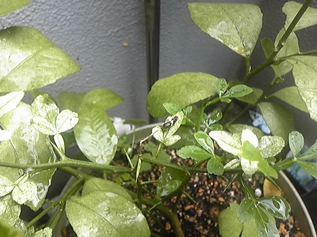 f:id:whitewitch:20140707141125j:image:w300