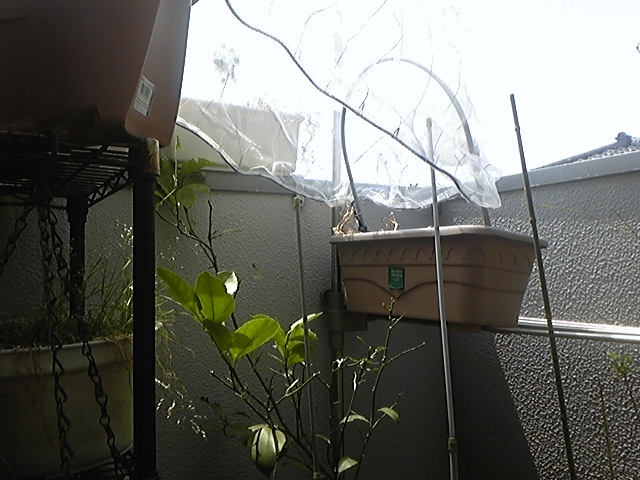 f:id:whitewitch:20140722103635j:image:w460 f:id:whitewitch:20140722103635j:image:w460