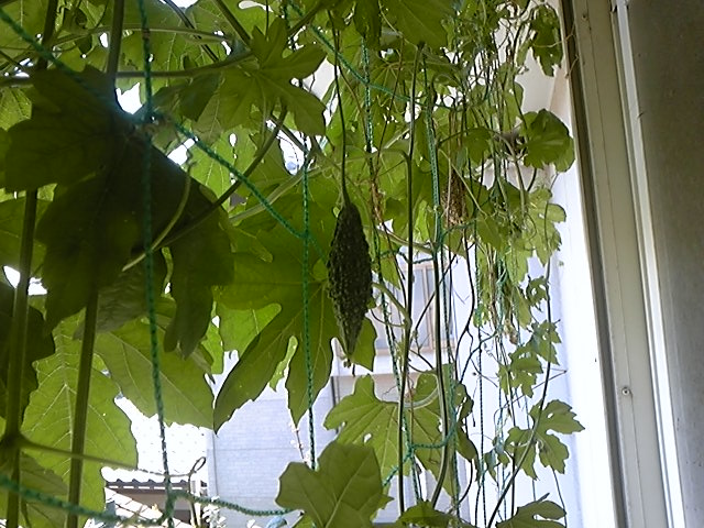 f:id:whitewitch:20140819112252j:image:w260