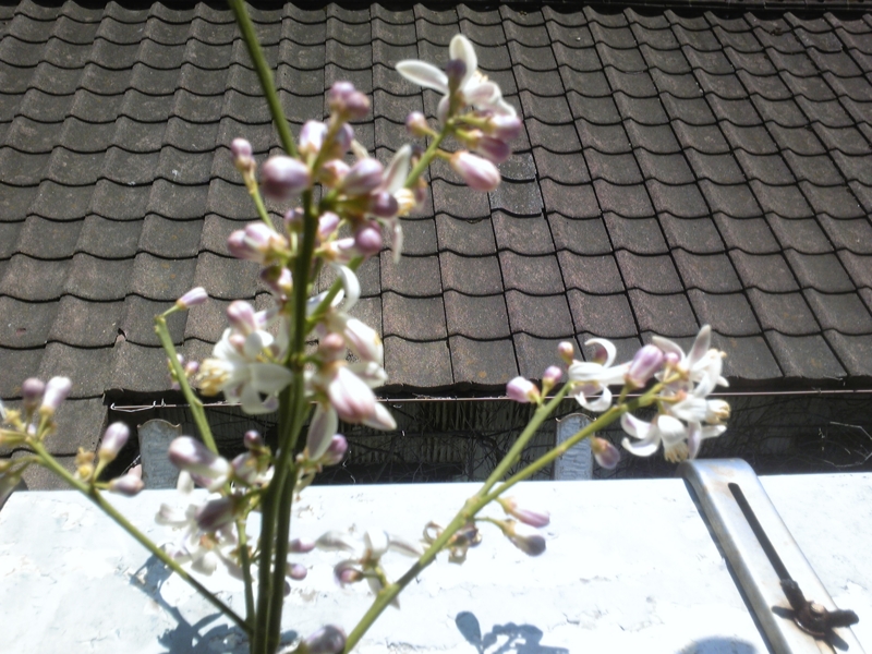 f:id:whitewitch:20160505112746j:image:w360