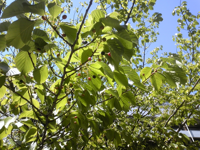 f:id:whitewitch:20160512121741j:image:w460 f:id:whitewitch:20160512121741j:image:w460