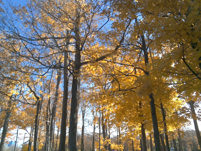 f:id:whitewitch:20161107004459j:image:w360