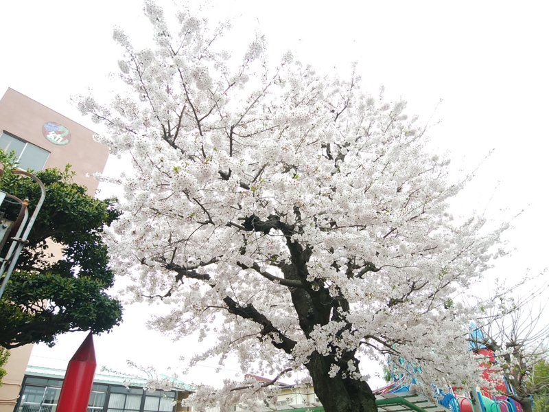 f:id:whitewitch:20170410151051j:image:w460