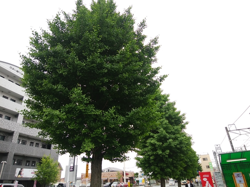 f:id:whitewitch:20170516162447j:image:w360