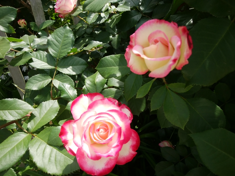 f:id:whitewitch:20170522094748j:image:w300 f:id:whitewitch:20170522094748j:image:w300