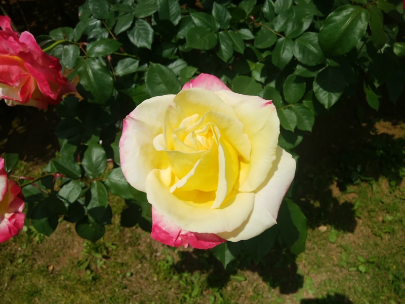 f:id:whitewitch:20170522102828j:image:w300 f:id:whitewitch:20170522102828j:image:w300