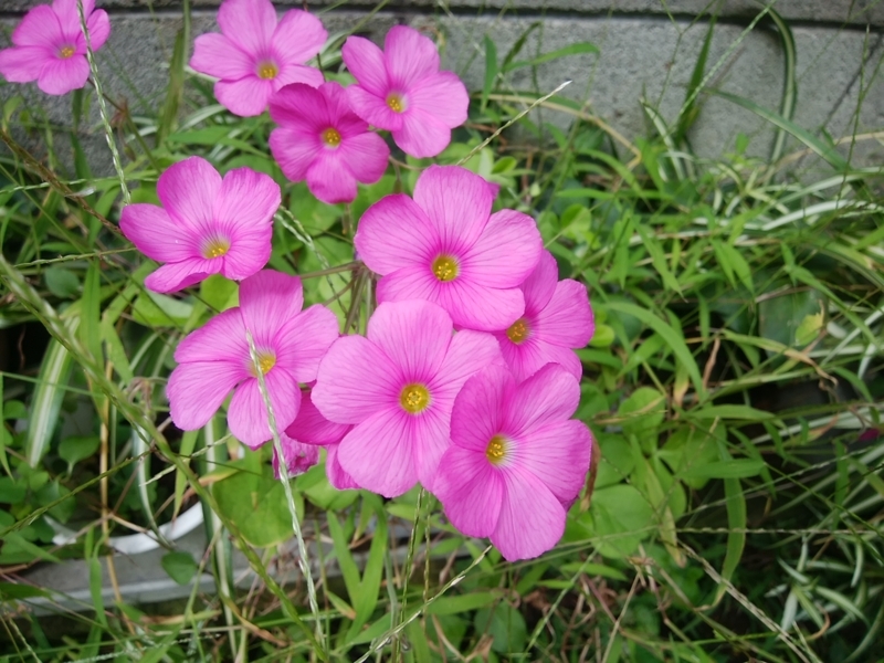 f:id:whitewitch:20170925121434j:image:w360