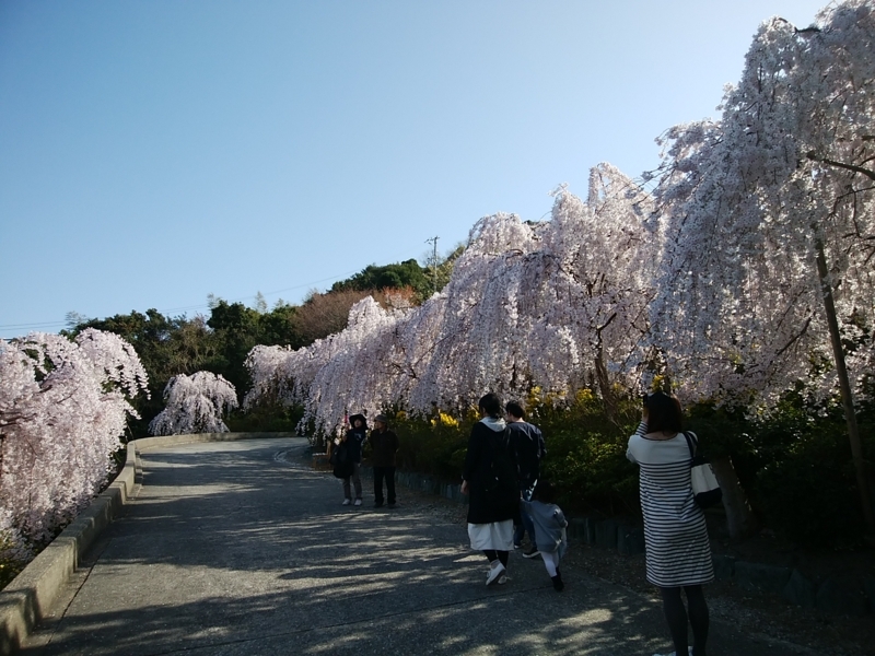 f:id:whitewitch:20180330152427j:image:w360