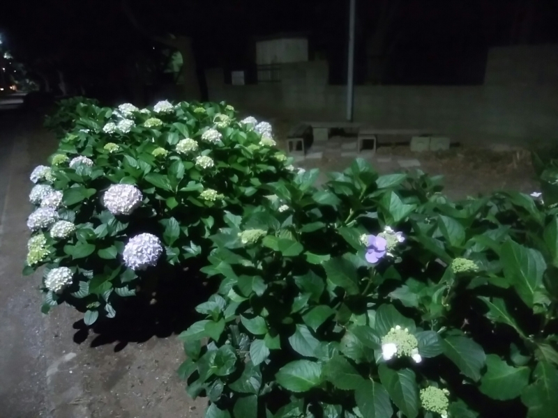 f:id:whitewitch:20180529221224j:image:w460 f:id:whitewitch:20180529221224j:image:w460