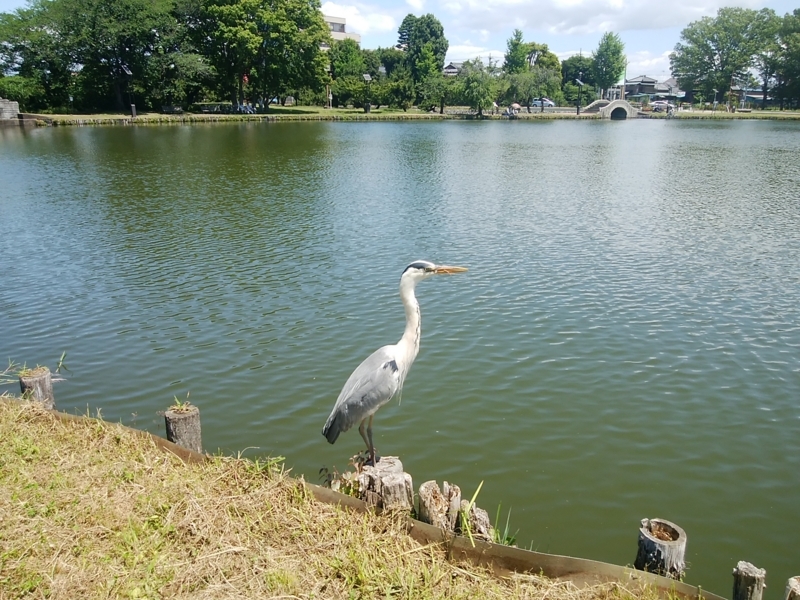 f:id:whitewitch:20180601105346j:image:w360 f:id:whitewitch:20180601105346j:image:w360