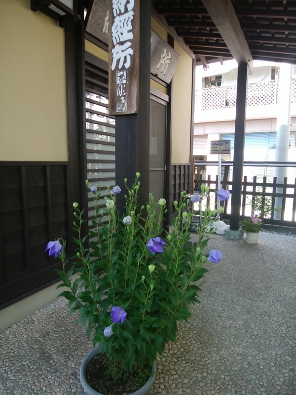 f:id:whitewitch:20180601151209j:image:w260 f:id:whitewitch:20180601151209j:image:w260