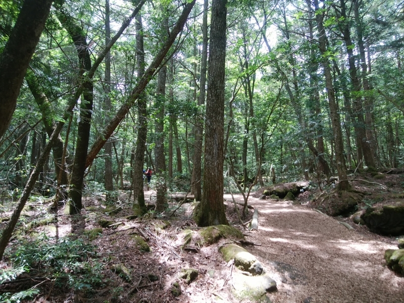 f:id:whitewitch:20180605105201j:image:w360