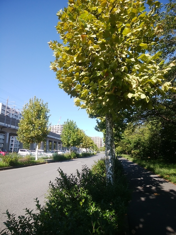f:id:whitewitch:20180928083902j:image:w360 f:id:whitewitch:20180928083902j:image:w360