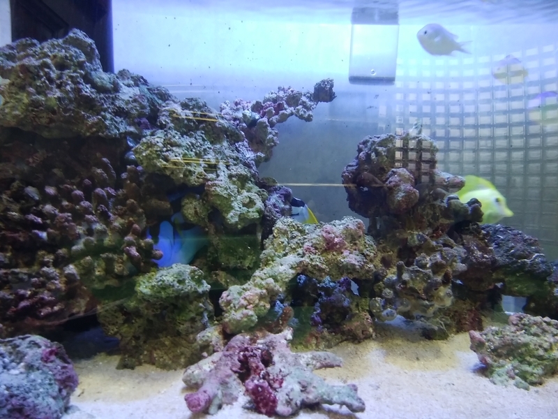 f:id:whitewitch:20181029163915j:image:w360 f:id:whitewitch:20181029163915j:image:w360