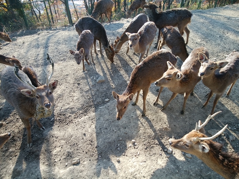 f:id:whitewitch:20181202140022j:image:w360