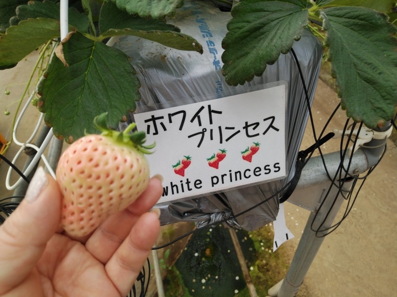 f:id:whitewitch:20190123233653j:image:w260