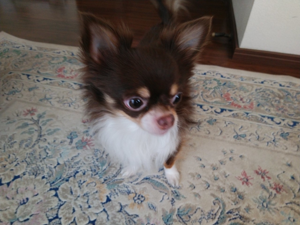 f:id:whitewitch:20190307003803j:plain