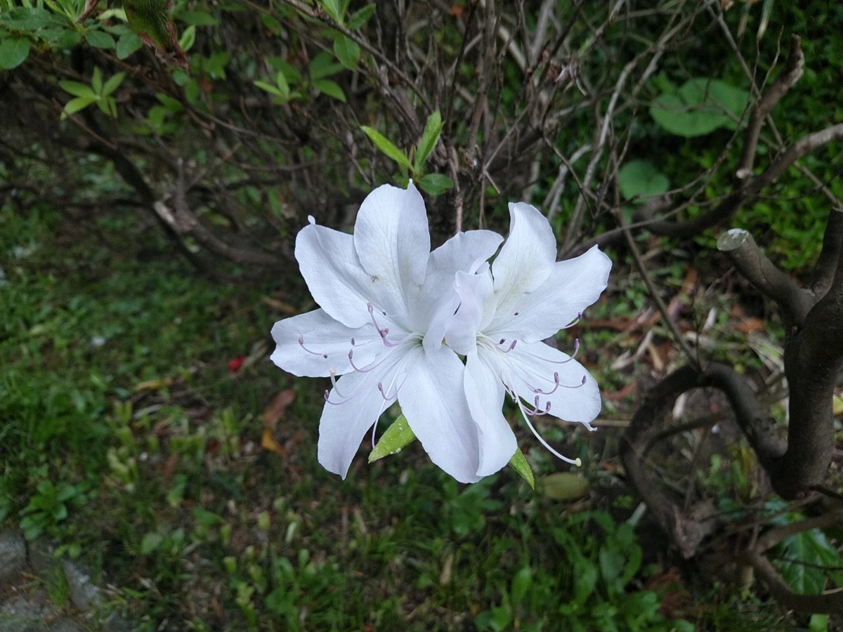 f:id:whitewitch:20190413233511j:plain