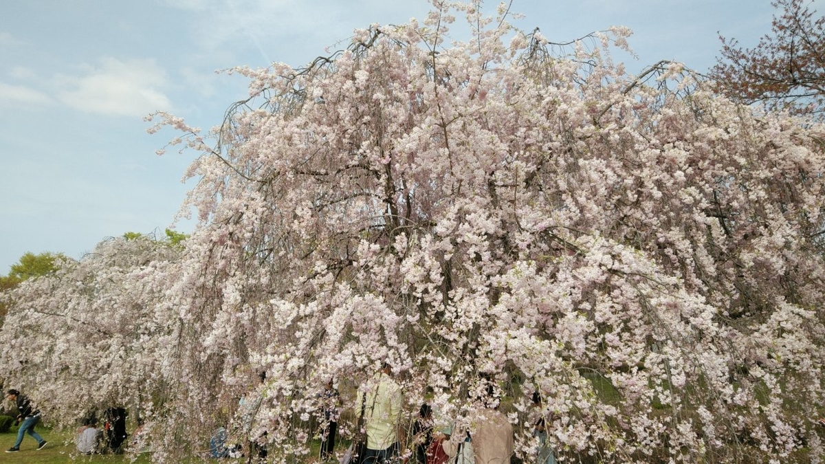 f:id:whitewitch:20190421231521j:plain f:id:whitewitch:20190421231521j:plain