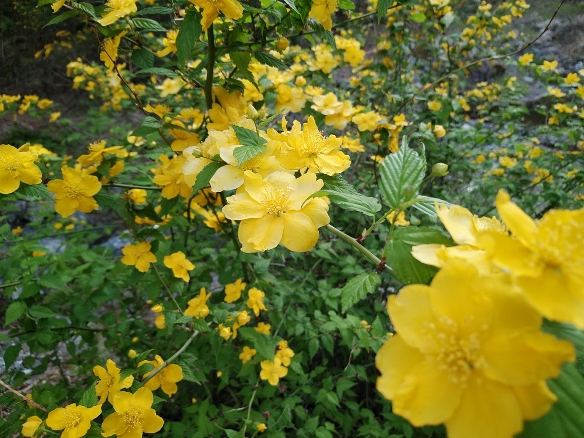 f:id:whitewitch:20190421231703j:plain f:id:whitewitch:20190421231703j:plain