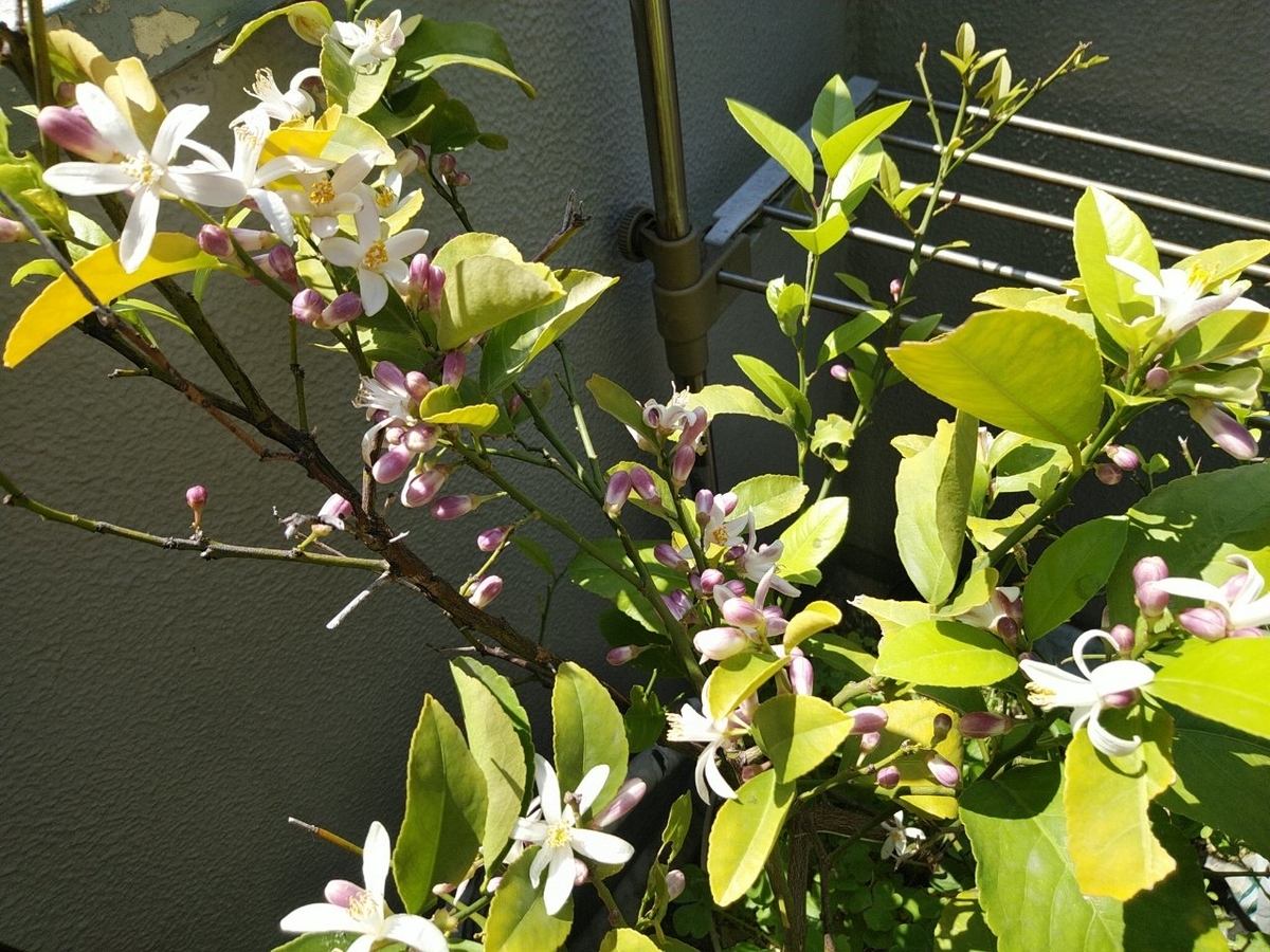 f:id:whitewitch:20190506235227j:plain