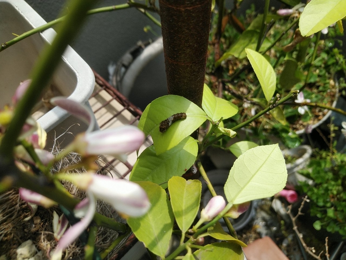 f:id:whitewitch:20190514004706j:plain f:id:whitewitch:20190514004706j:plain