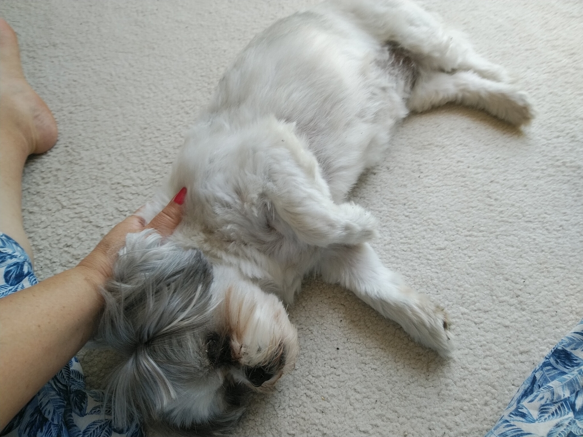 f:id:whitewitch:20190728165627j:plain