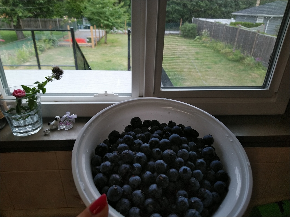 f:id:whitewitch:20190730083158j:plain f:id:whitewitch:20190730083158j:plain