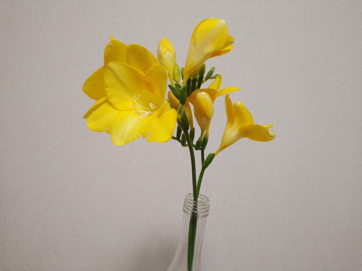 f:id:whitewitch:20210302170608j:plain