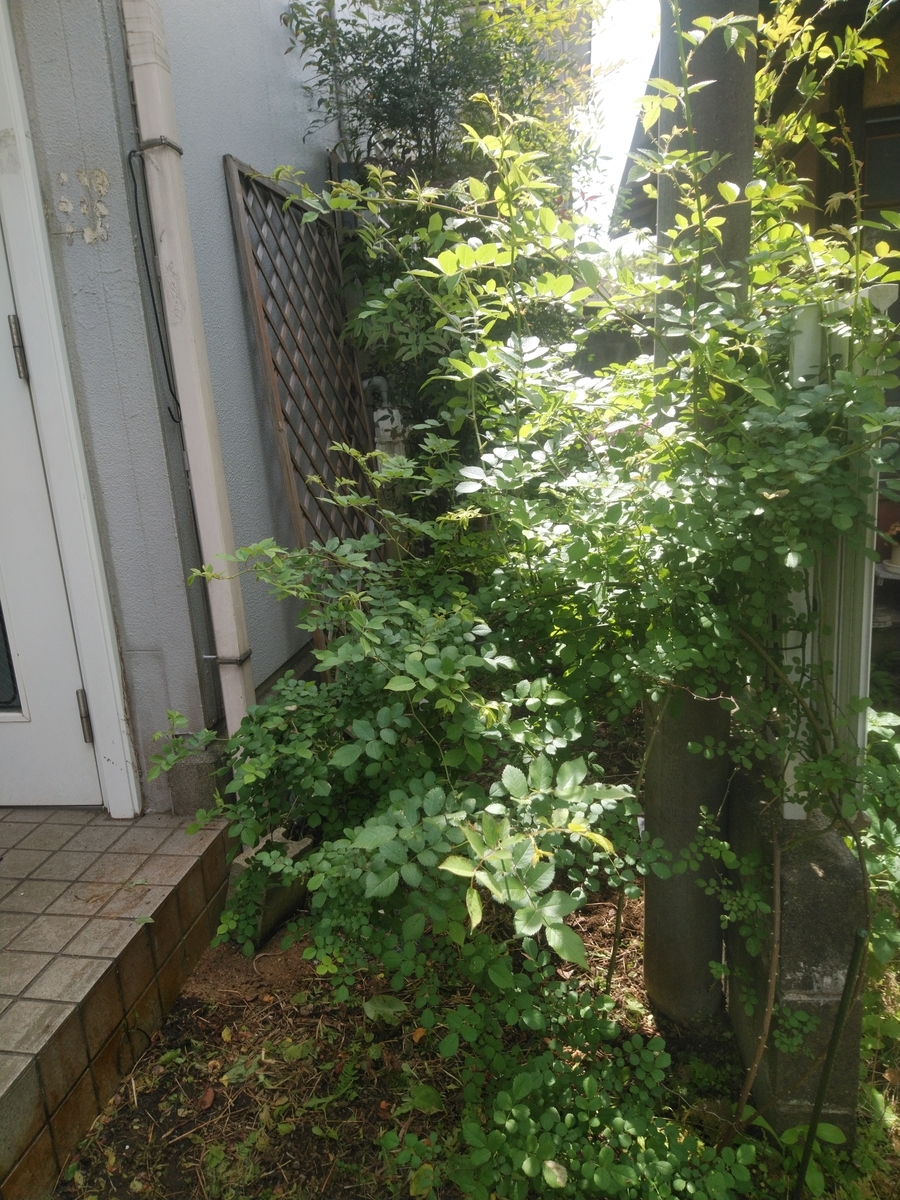 f:id:whitewitch:20210424125807j:plain