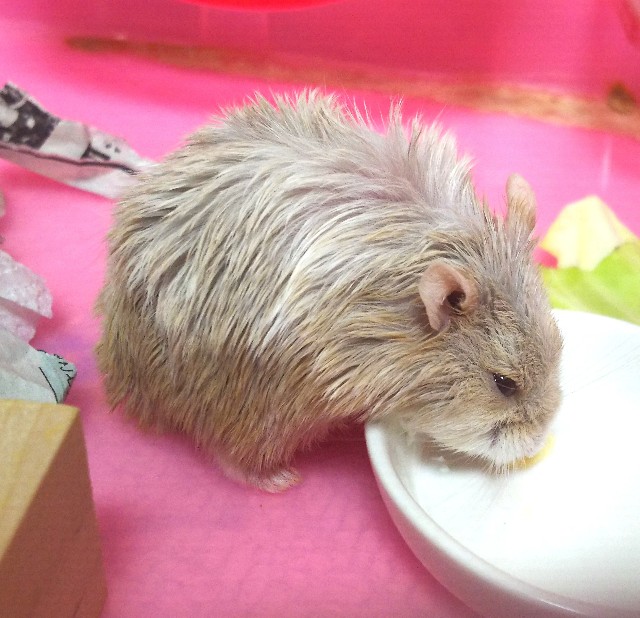 f:id:whitewolf-hiromi:20190126154505j:image f:id:whitewolf-hiromi:20190126154505j:image