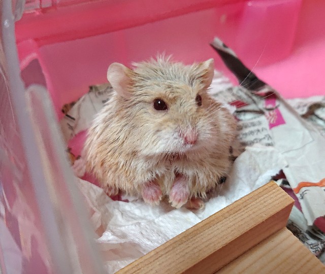 f:id:whitewolf-hiromi:20190126162859j:image f:id:whitewolf-hiromi:20190126162859j:image