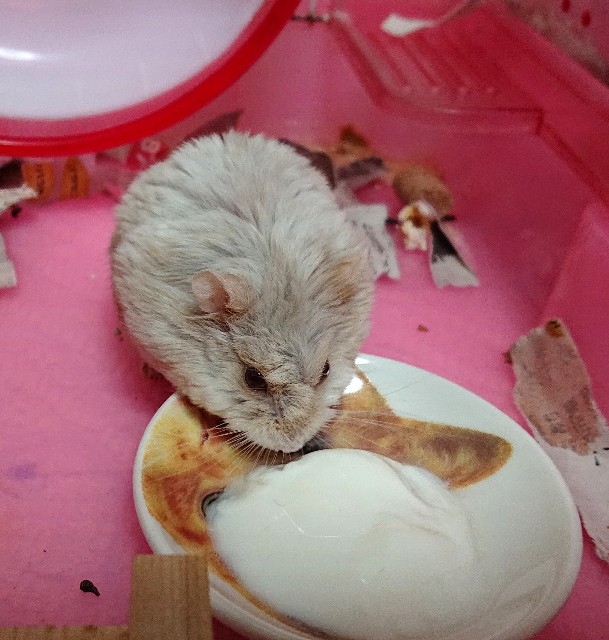 f:id:whitewolf-hiromi:20190126163627j:image f:id:whitewolf-hiromi:20190126163627j:image